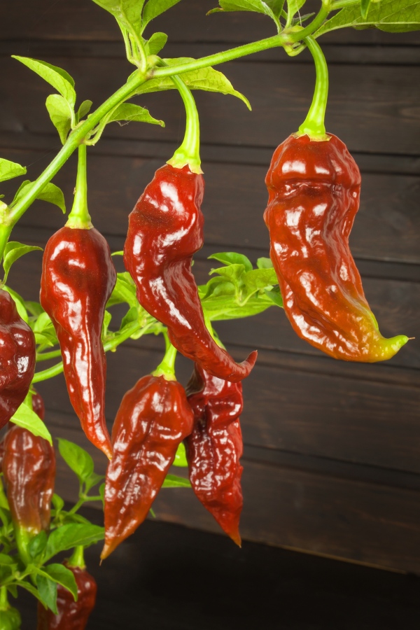 chilli-3Ah.jpg