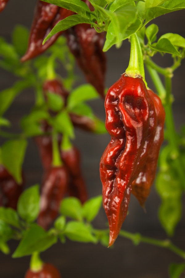 chilli-5Ah.jpg