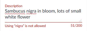 nigra.JPG