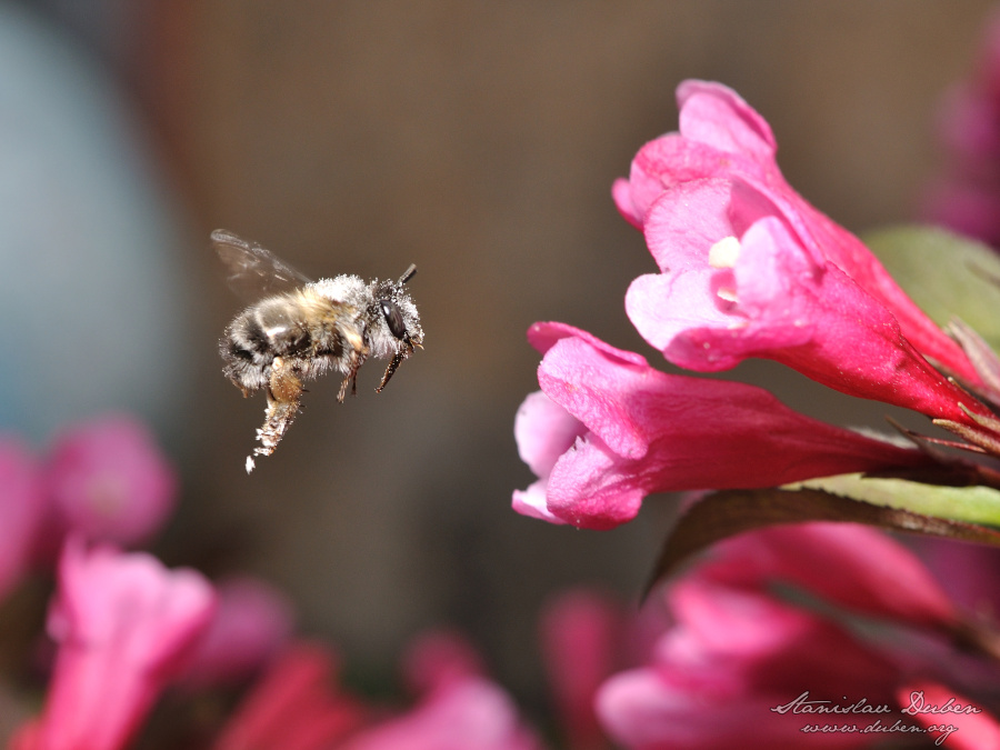 bee.jpg