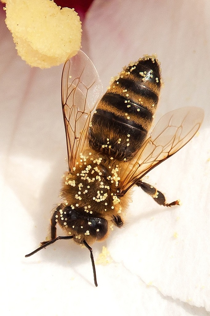 bee-fb.jpg