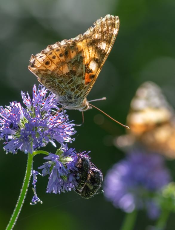 motyl-voyer.JPG