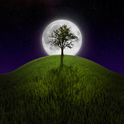 tree_on_hill.jpg