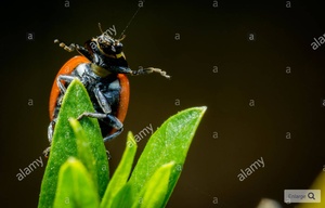 alamy2.jpg