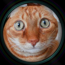 Cat.jpg