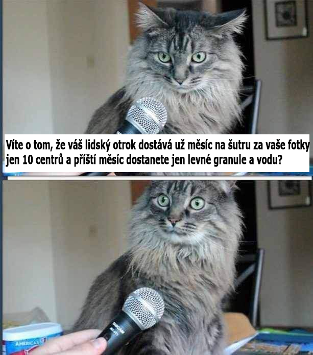 meme-ss-catcz.jpg