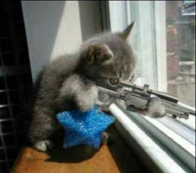catgun1.JPG