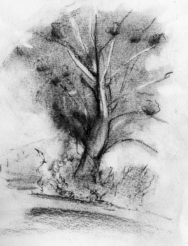 tree-drawing-small.jpg