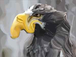 Sea-Eagle.jpg