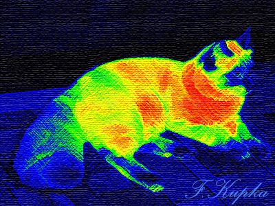 Kupka_ragdoll_cat.jpg