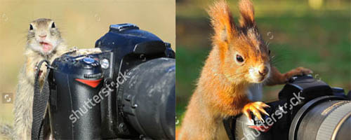 squirrel.jpg
